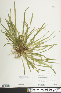 Carex abscondita image