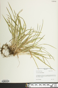 Carex abscondita image