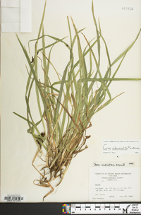 Carex abscondita image