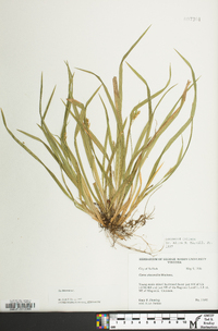 Carex abscondita image