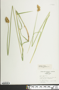 Carex alata image