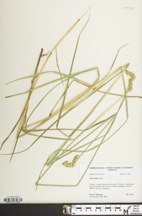 Carex alata image