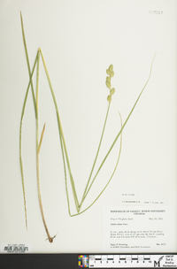 Carex alata image