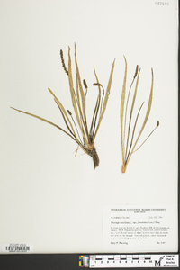 Plantago maritima image