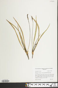 Plantago maritima image