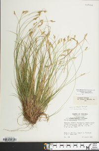 Carex emmonsii image