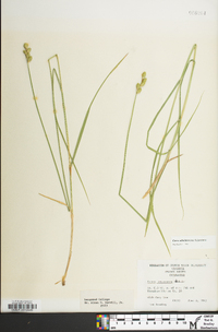 Carex albolutescens image