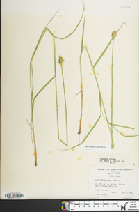 Carex albolutescens image