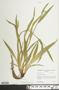 Carex albursina image