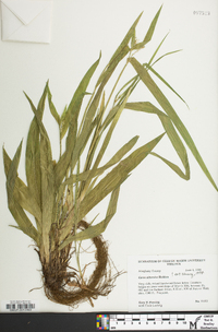 Carex albursina image