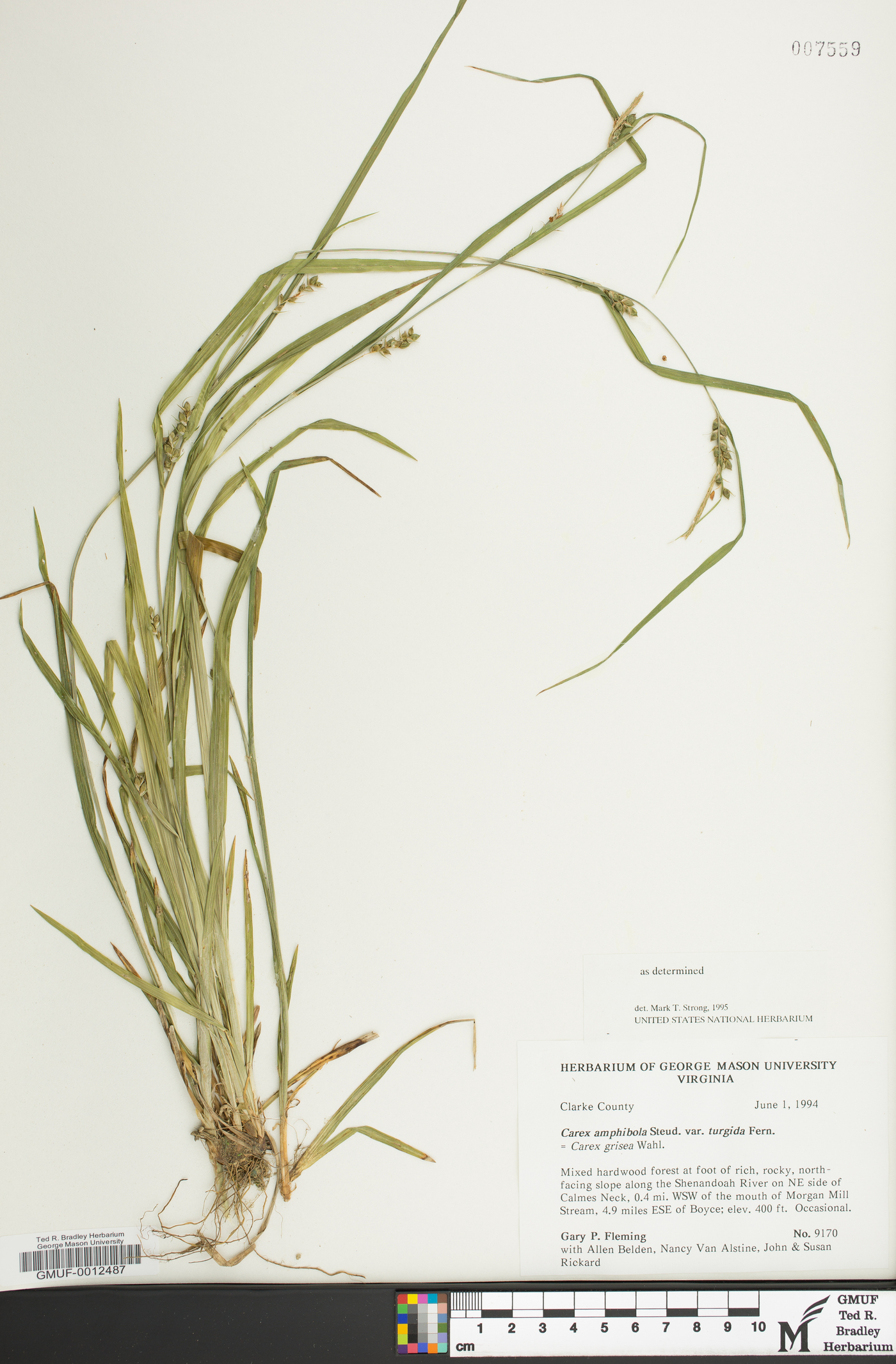 Carex amphibola var. turgida image