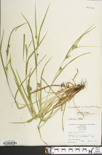 Carex amphibola var. turgida image