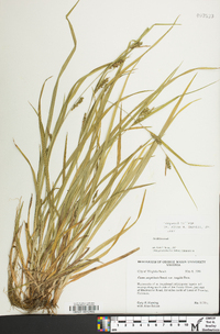 Carex amphibola var. turgida image