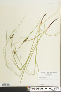 Carex caroliniana image