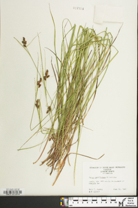 Carex caroliniana image