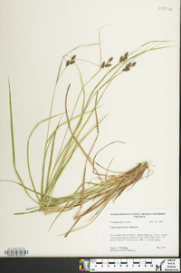 Carex caroliniana image