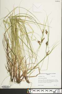 Carex caroliniana image