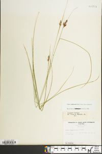 Carex caroliniana image