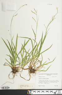 Carex arctata image