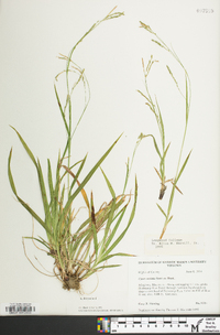 Carex arctata image