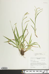 Carex arctata image