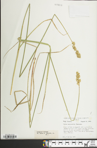 Carex argyrantha image