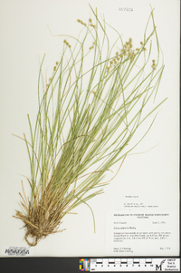 Carex atlantica subsp. atlantica image