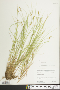 Carex atlantica subsp. atlantica image