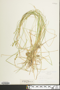 Carex atlantica subsp. atlantica image