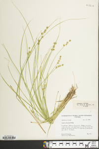 Carex atlantica subsp. atlantica image