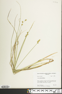 Carex atlantica subsp. atlantica image