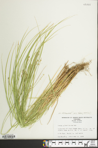 Carex atlantica subsp. atlantica image