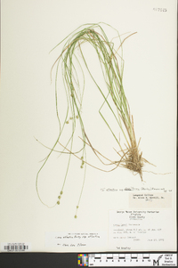 Carex atlantica subsp. atlantica image