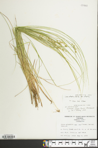 Carex atlantica subsp. atlantica image