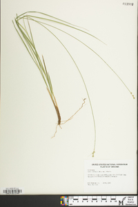 Carex atlantica subsp. atlantica image