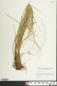 Carex atlantica subsp. atlantica image