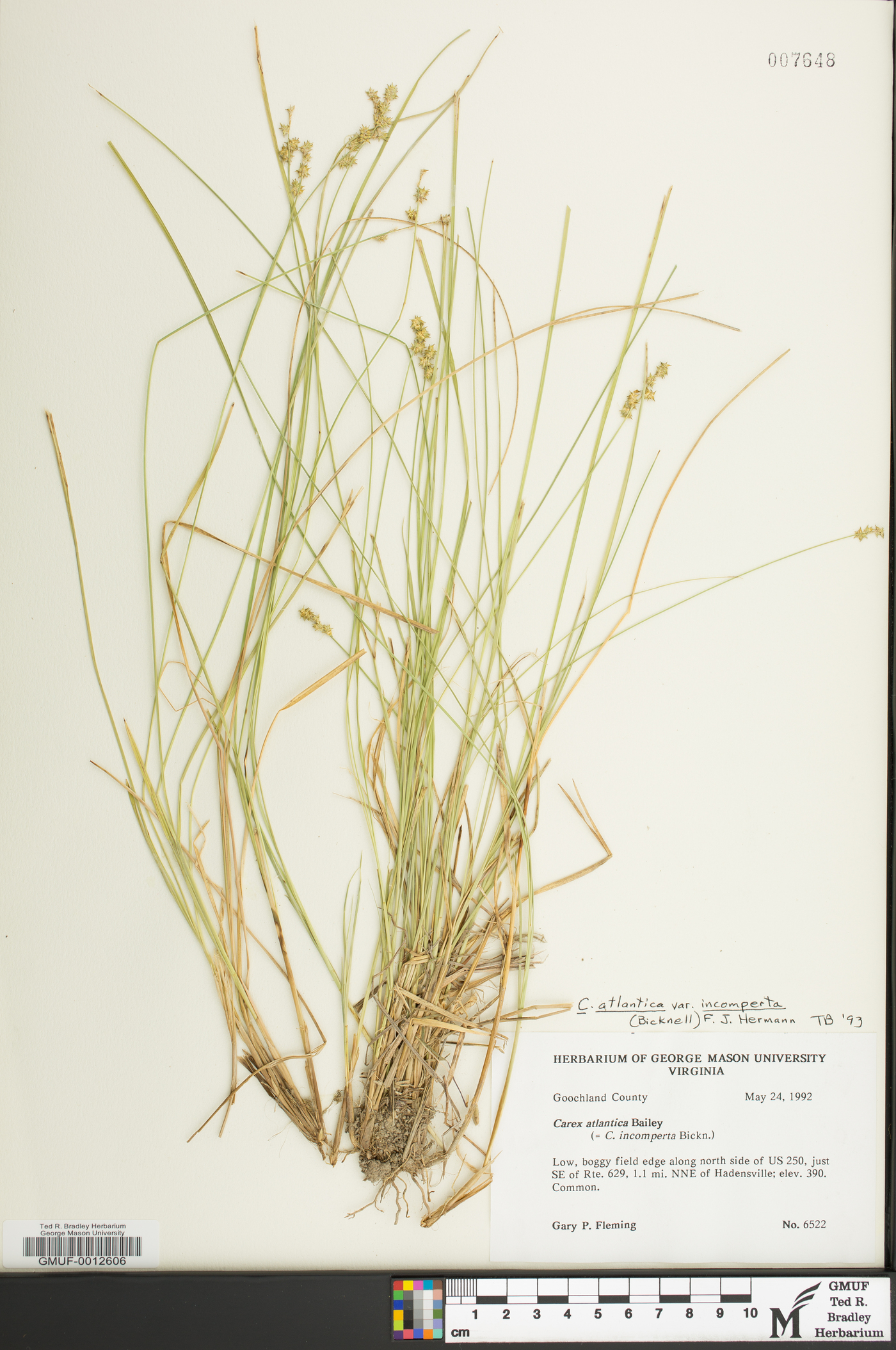 Carex atlantica var. incomperta image