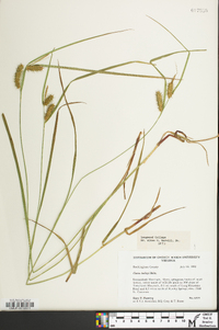 Carex baileyi image