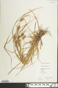 Carex baileyi image