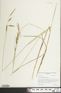 Carex barrattii image