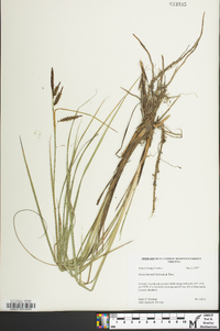 Carex barrattii image