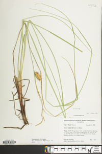 Carex bullata image