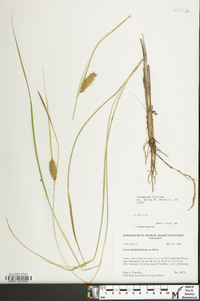 Carex bullata image