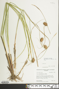 Carex bullata image