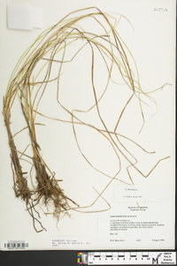 Carex bullata image