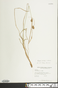 Carex bullata image