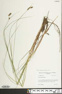 Carex buxbaumii image