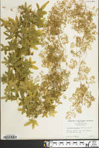 Lygodium palmatum image