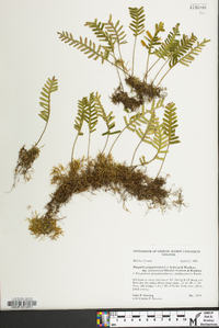 Pleopeltis polypodioides image