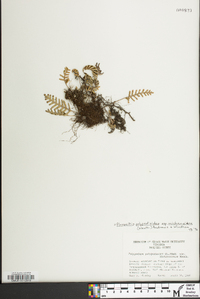 Pleopeltis polypodioides subsp. michauxiana image